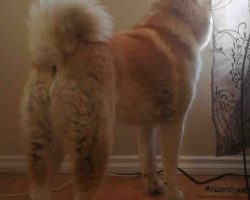 Emma the akita watches from the window for her dad to come home.