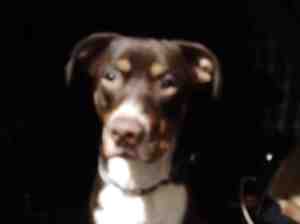 Sweet labrador retriever bernese mountain dog mix dog for adoption in norristown pennsylvania  pa  – meet marlow the labernese