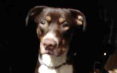 Sweet labrador retriever bernese mountain dog mix dog for adoption in norristown pennsylvania  pa  – meet marlow the labernese