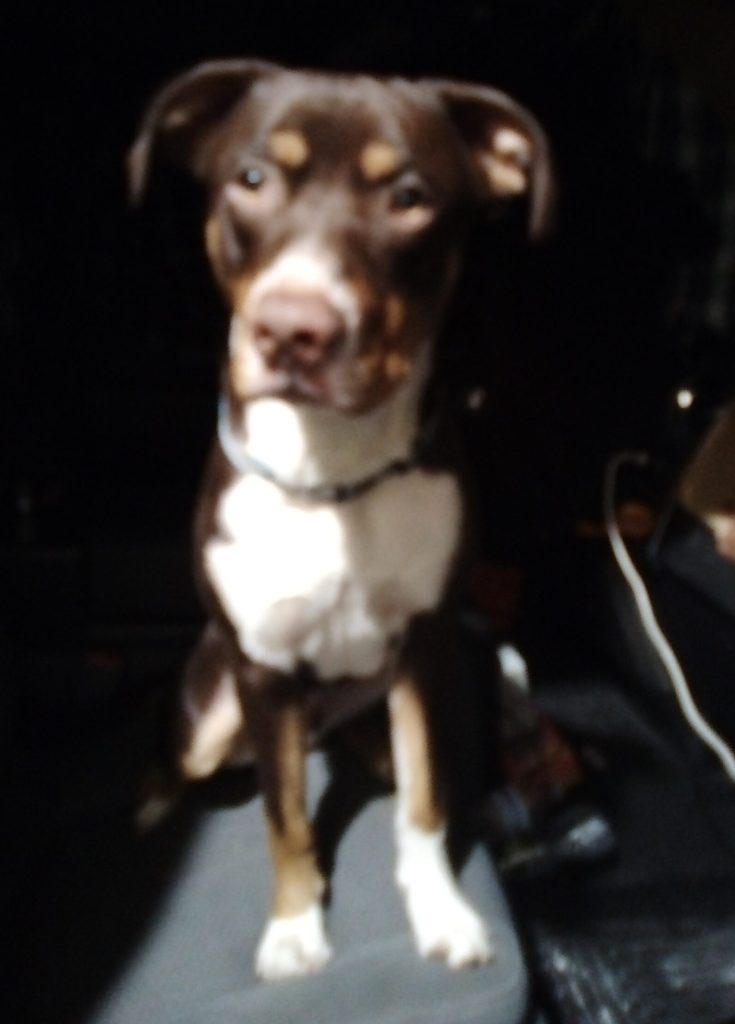Bernese mountain dog labrador retriever mix dog for adoption in norristown pennsylvania, facing the camera, tricolor dog, low set ears awfully cute