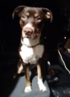 Bernese Mountain Dog Labrador Retriever Mix Dog For Adoption In Norristown Pennsylvania, Facing The Camera, Tricolor Dog, Low Set Ears Awfully Cute