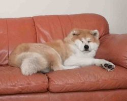 Emma, a red and white akita dog, relaxes on a couch