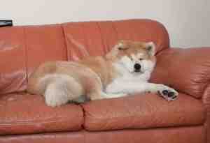 Photo Emma, a red and white Akita dog, relaxes on a couch