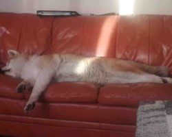 Photo of emma the akita stretched out on the sofa, showing just how long her body is.