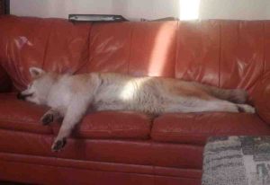 Photo Photo of Emma the Akita stretched out on the sofa, showing just how long her body is.