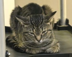 tabby cats for adoption