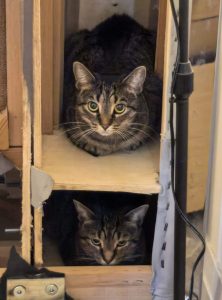 tabby cats for adoption Photo tabby cats for adoption