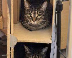 tabby cats for adoption