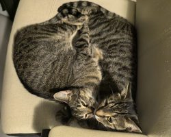 tabby cats for adoption
