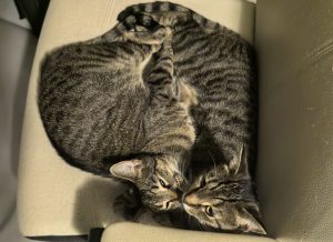 tabby cats for adoption Photo tabby cats for adoption