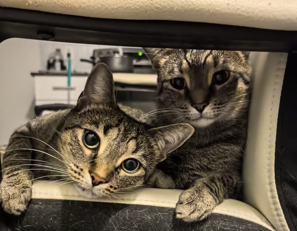 pets for adoption near you Photo Twin Tabby Cats for Adoption in Thornhill ON – Meet Zina and Benito