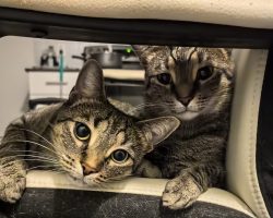 tabby cats for adoption