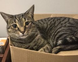 tabby cats for adoption