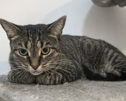 tabby cats for adoption
