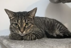 tabby cats for adoption Photo tabby cats for adoption
