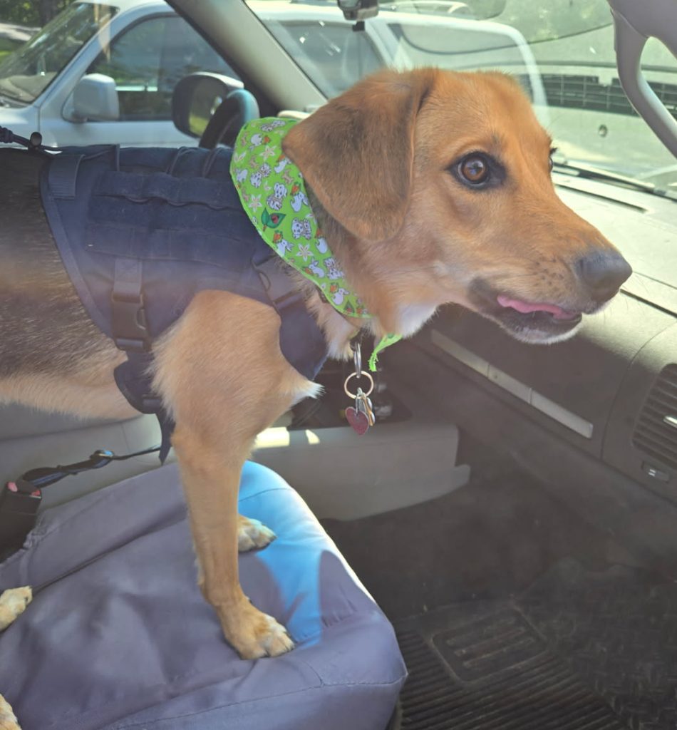 Photo Meet Joey, a loyal German Shepherd mix for adoption near Cincinnati, Ohio who loves people, toys, and outdoor adventures.