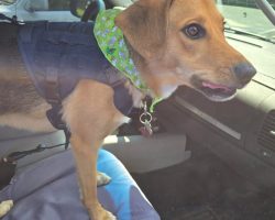 Meet Joey, A Loyal German Shepherd Mix For Adoption Near Cincinnati, Ohio Who Loves People, Toys, And Outdoor Adventures.