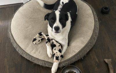 Gorgeous Labrador Retriever Mix for Adoption in Canton GA – Adopt Addie