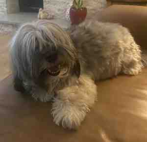 Isla, a havanese dog for adoption in tucson az