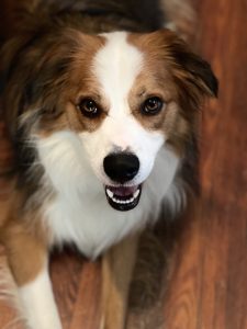 australian shepherd mix dog for adoption in nashville Photo australian shepherd mix dog for adoption in nashville