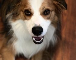 australian shepherd mix dog for adoption in nashville Photo australian shepherd mix dog for adoption in nashville