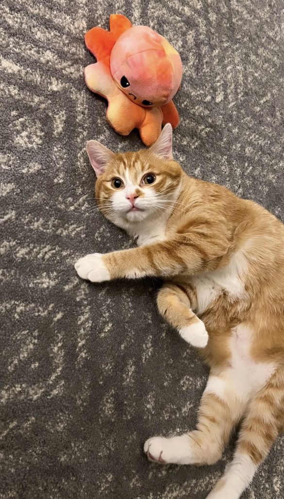 Pumpkin, an orange tabby cat for adoption in brantford ontario plays on the carpet with his toy.