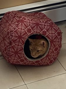 Orange Tabby Cat for Adoption in Farmingdale New York