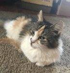 Persian Calico Money Cat Mix For Private Adoption In Medford MA