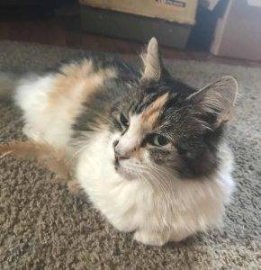 Medford (boston) ma – gorgeous senior persian calico mix cat for private adoption – adopt kc