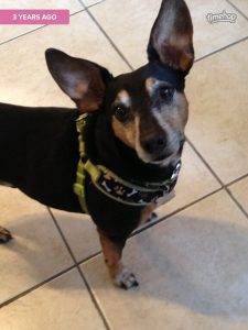 Manchester terrier mix dog, 11, for adoption to loving home boston ma – adopt jessie today!
