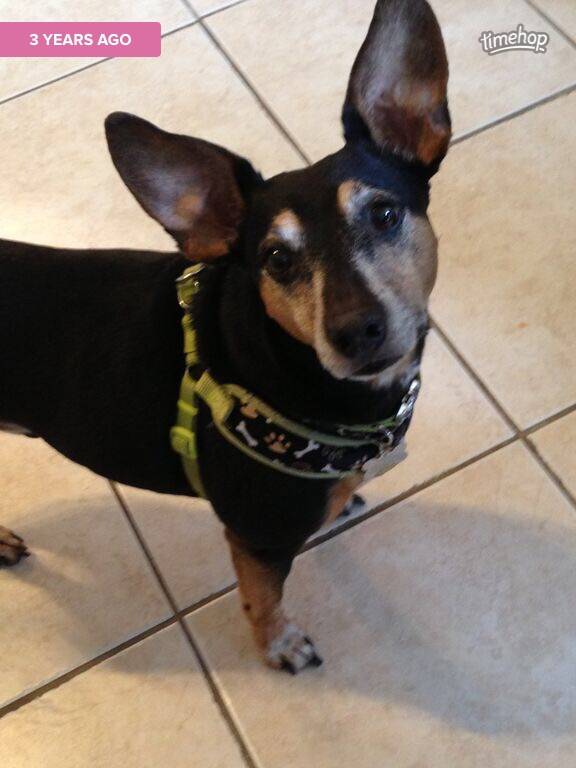 Manchester Terrier Mix Dog, 11, For Adoption to Loving Home Boston MA – Adopt Jessie Today!