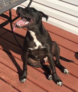 Dog for adoption in charlotte nc