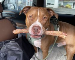Dog for adoption in edmonton
