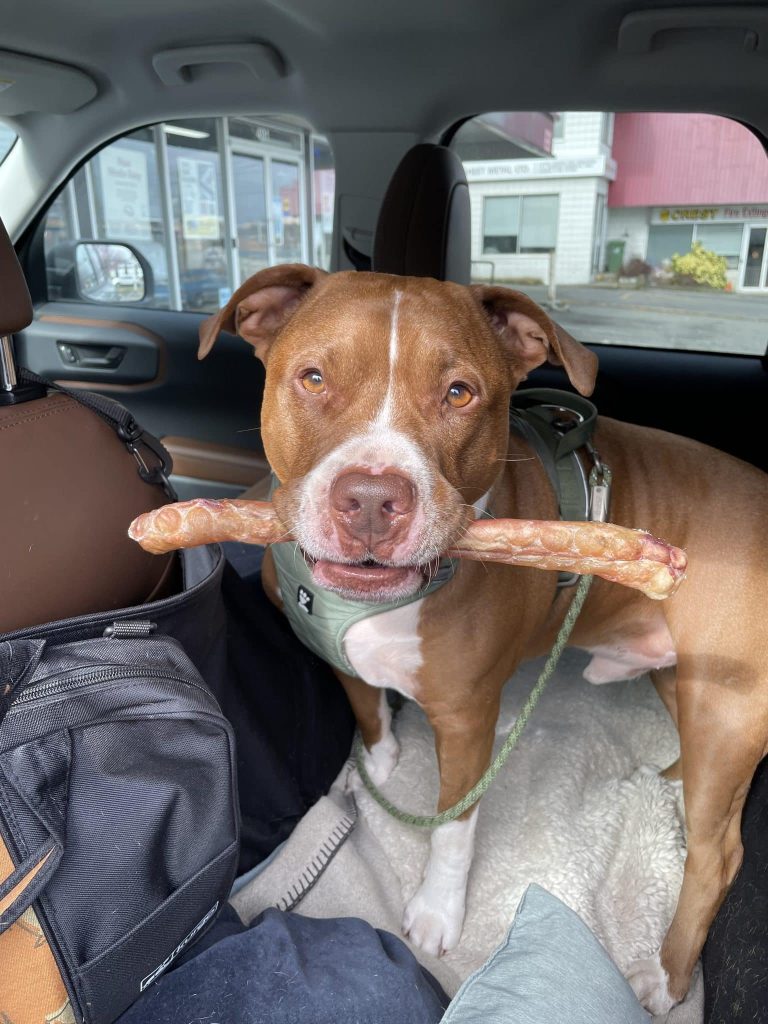 dog for adoption in edmonton