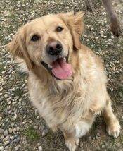 Golden Retriever For Adoption In Airdrie AB