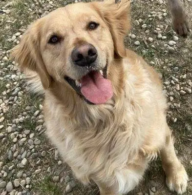 Golden Retriever For Adoption in Airdrie AB