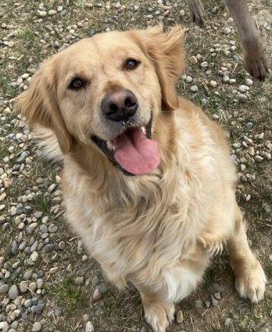 Golden retriever for adoption in airdrie ab