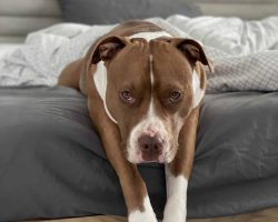 Dog for adoption in edmonton