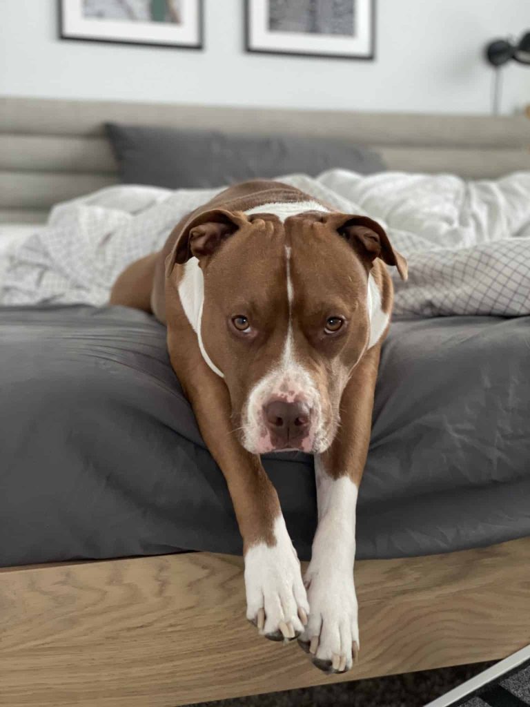 dog for adoption in edmonton