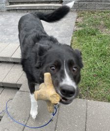 Artemis A Border Collie For Adoption In Calgary Ab