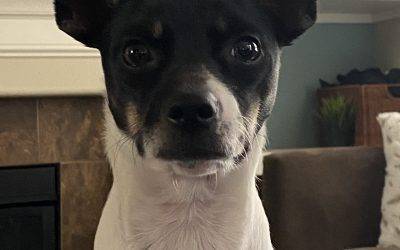 ADOPTED – Adorable Chihuahua Minpin (Chi-Pin) Puppy  in Wilsonville Oregon  – Fritz
