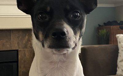 Adopted – adorable chihuahua minpin (chi-pin) puppy  in wilsonville oregon  – fritz