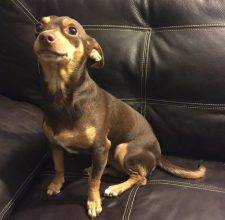 Buster – SO Cute And Friendly – Purebred Chihuahua, 3, Seeks Loving Home In LA – Supplies Included