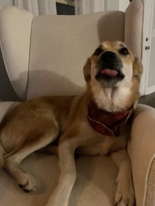 DOG FOR ADOPTION IN NASHVILLE