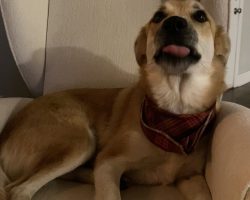 Dog for adoption in nashville