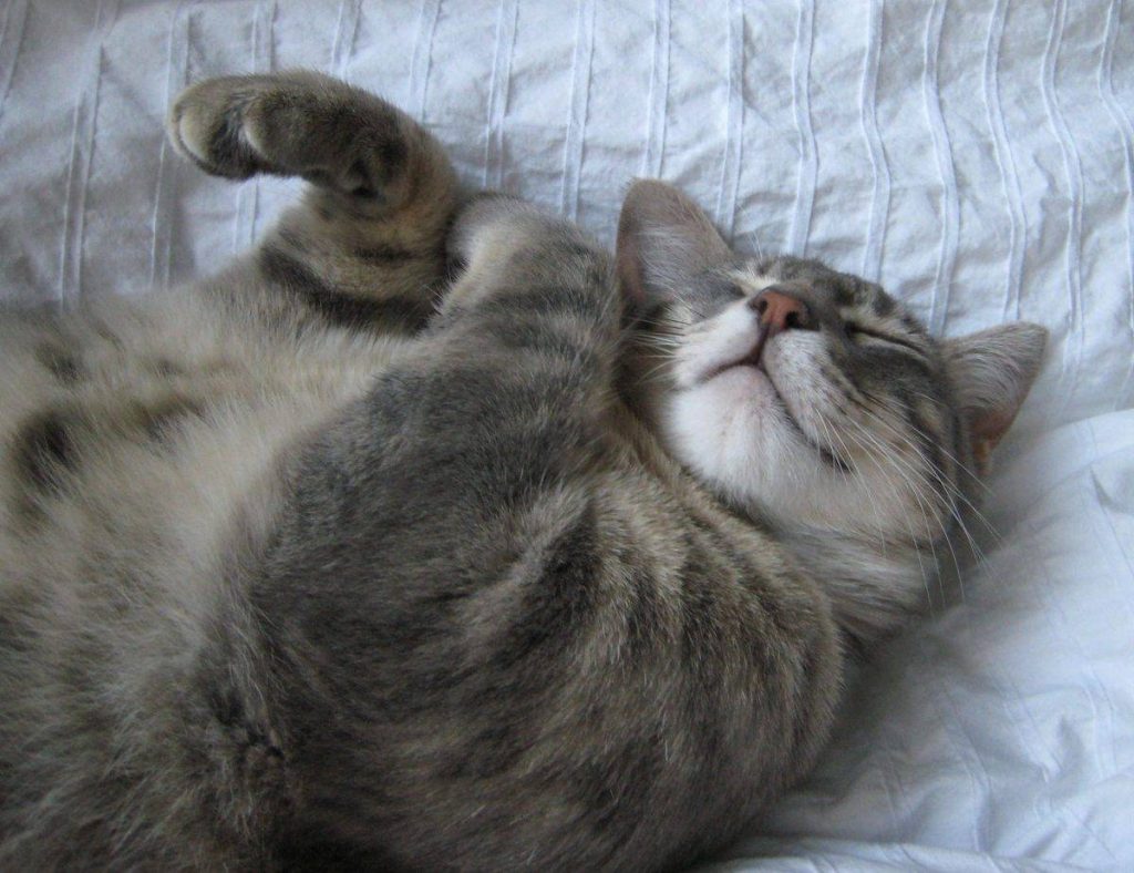 Archie - tabby cat for adoption in san francisco