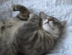 Archie - tabby cat for adoption in san francisco