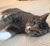 Mosi - Male Tabby Tuxedo Cat For Adoption In Dallas Texas