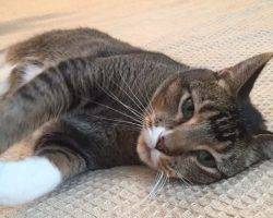 Mosi - male tabby tuxedo cat for adoption in dallas texas