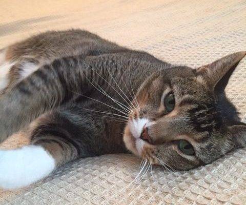 Mosi - Male Tabby Tuxedo Cat For Adoption in Dallas Texas